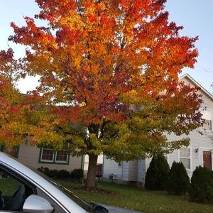 Meet your Posher, Anne